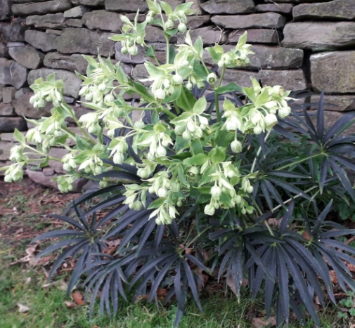 Helleborus foetidus – Foetid Hellebore