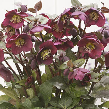 Helleborus Frostkiss 'Anna’s Red' – Lenten Rose