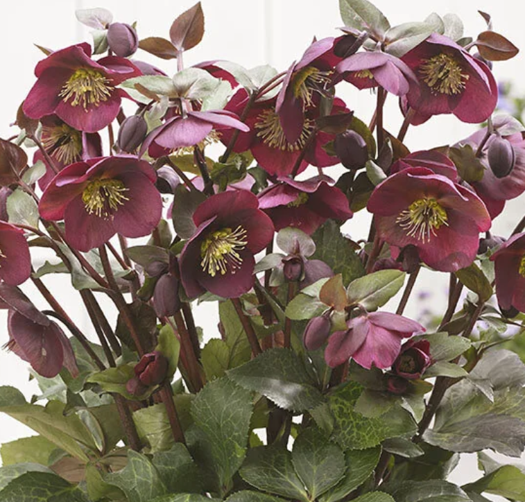 Helleborus Frostkiss 'Anna’s Red' – Lenten Rose
