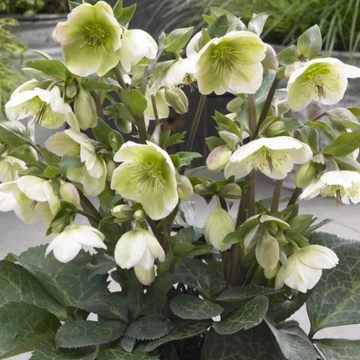 Helleborus Frostkiss 'Molly’s White' – Lenten Rose