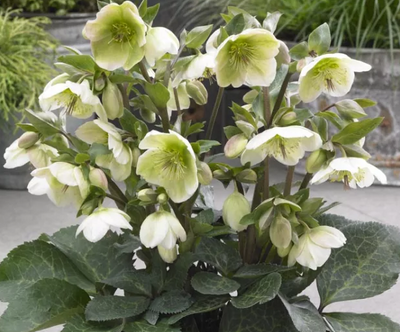 Helleborus Frostkiss 'Molly’s White' – Lenten Rose