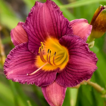 HEMEROCALLIS 'Purple de Oro' ('Purple D'Oro')