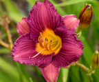 Hemerocallis 'Purple de Oro' – Reblooming Daylily