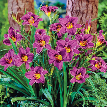 Hemerocallis 'Purple de Oro' – Reblooming Daylily