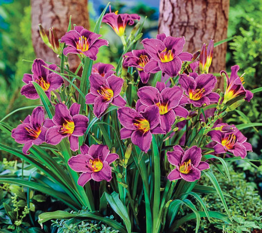 Hemerocallis 'Purple de Oro' – Reblooming Daylily