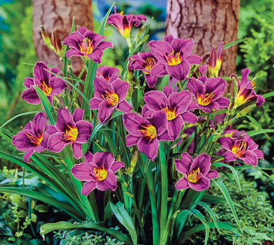 Hemerocallis 'Purple de Oro' – Reblooming Daylily