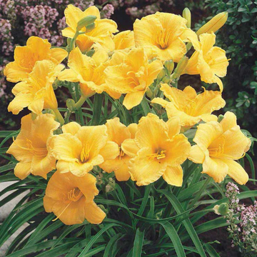 Hemerocallis 'Stella de Oro' – Daylily