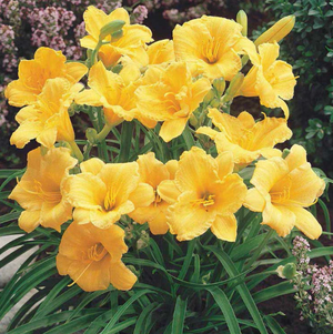 Hemerocallis 'Stella de Oro' – Daylily
