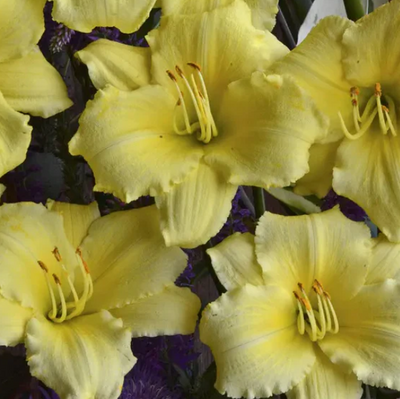 Hemerocallis 'Stella Supreme' – Daylily