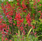 Heuchera sanguinea 'Coral Petite' – Coral Bells