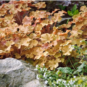 Heuchera x villosa 'Caramel' – Coral Bells