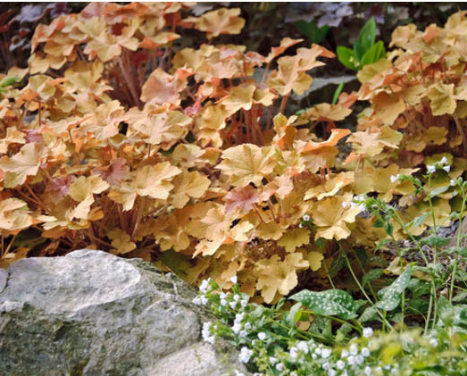 Heuchera x villosa 'Caramel' – Coral Bells
