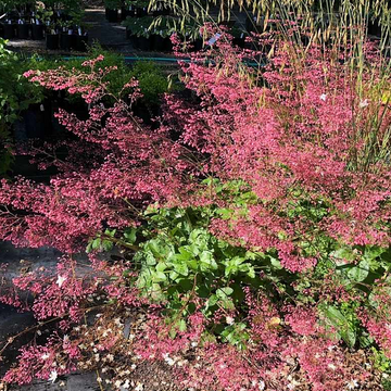 Heuchera micrantha 'Martha Roderick' – Coral Bells