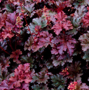 Heuchera 'Purple Petticoats' – Coral Bells