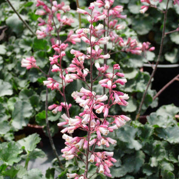 HEUCHERA 'Canyon Duet' (Alum Root, Coral Bells)