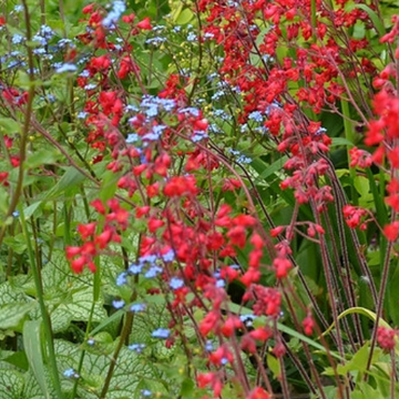 Heuchera sanguinea 'Coral Petite' – Coral Bells