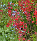 Heuchera sanguinea 'Coral Petite' – Coral Bells