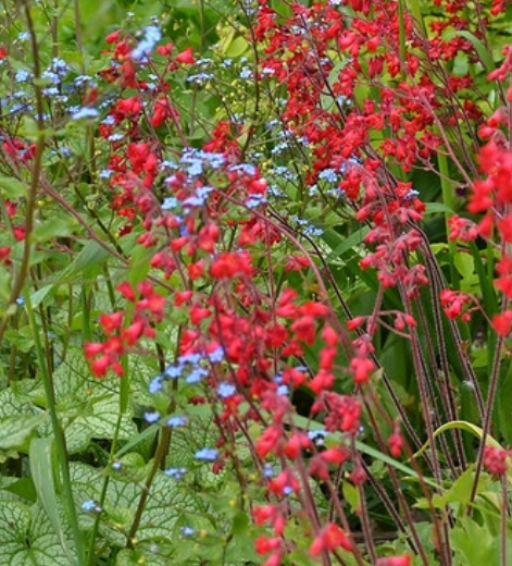 Heuchera sanguinea 'Coral Petite' – Coral Bells