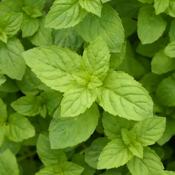 Mentha 'Hillary's Sweet Lemon' – Sweet Lemon Mint