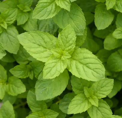 Mentha 'Hillary's Sweet Lemon' – Sweet Lemon Mint