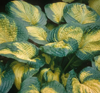 Hosta 'Brother Stefan' – Plantain Lily