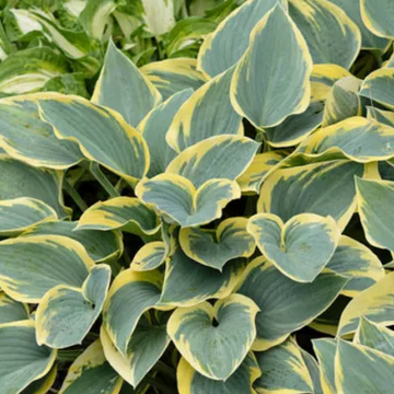 Hosta 'First Frost' – Plantain Lily
