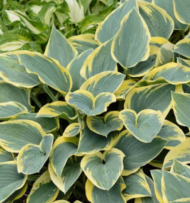 Hosta 'First Frost' – Plantain Lily
