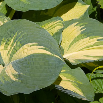 Hosta 'Great Expectations' – Plantain Lily