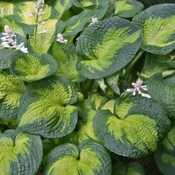 Hosta 'Brother Stefan' – Plantain Lily