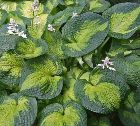 Hosta 'Brother Stefan' – Plantain Lily