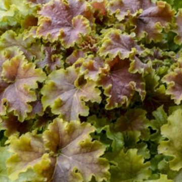 Heuchera 'Apple Crisp' – Coral Bells