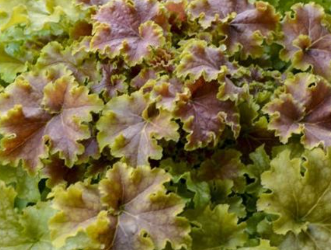 Heuchera 'Apple Crisp' – Coral Bells
