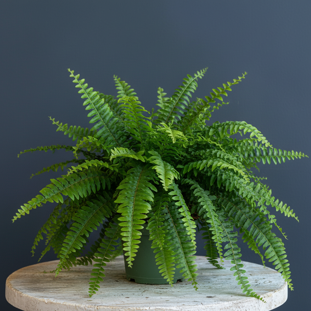 Hurricane Fern