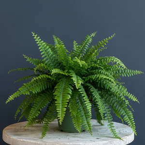 Nephrolepis obliterata – Hurricane Fern