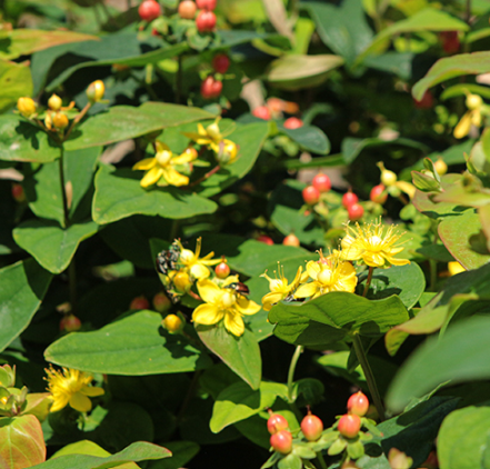 Hypericum Magic Marbles 'Red' – St. John's Wort