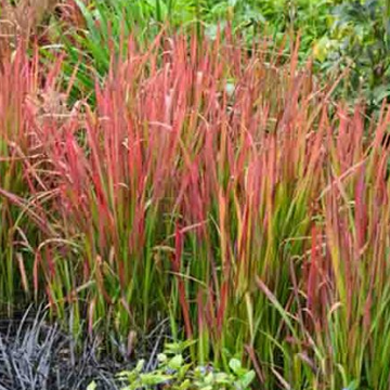 Imperata cylindrica 'Rubra' – Japanese Blood Grass