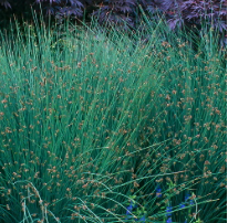 Juncus patens 'Carman's Gray' – California Gray Rush