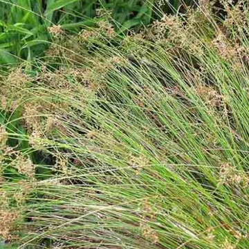 JUNCUS patens (Available Now)