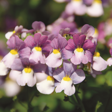 Nemesia fruticans 'Karoo Violet Ice' – Karoo Nemesia