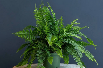 Nephrolepis obliterata- Kimberly Queeen Fern