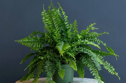 Nephrolepis obliterata- Kimberly Queeen Fern