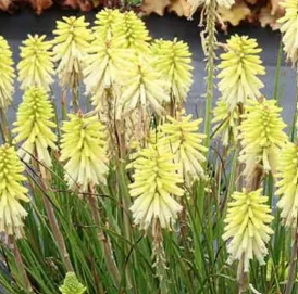 Kniphofia 'Poco Citron' – Torch Lily