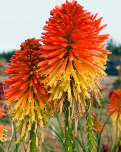 Kniphofia 'Poco Daybreak' – Torch Lily