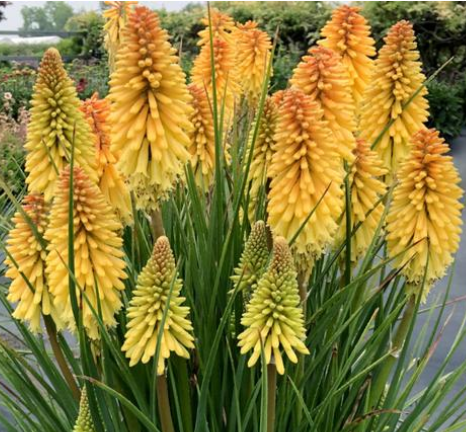 Kniphofia 'Poco Butter Brickle' – Torch Lily