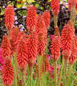 Kniphofia 'Redhot Popsicle' – Torch Lily