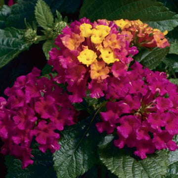Lantana camara 'Bandana Cherry' – Lantana