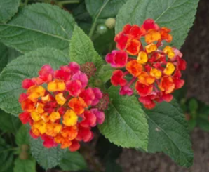 Lantana camara 'Irene' – Lantana