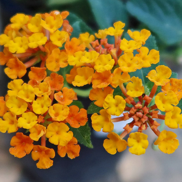 Lantana camara 'Radiation' – Lantana