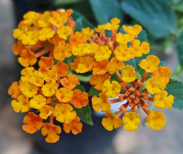 Lantana camara 'Radiation' – Lantana