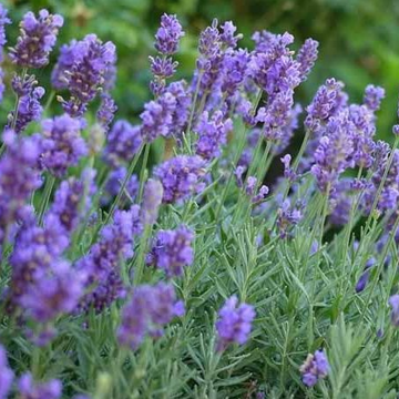 Lavandula x intermedia 'Phenomenal' – Hybrid Lavender